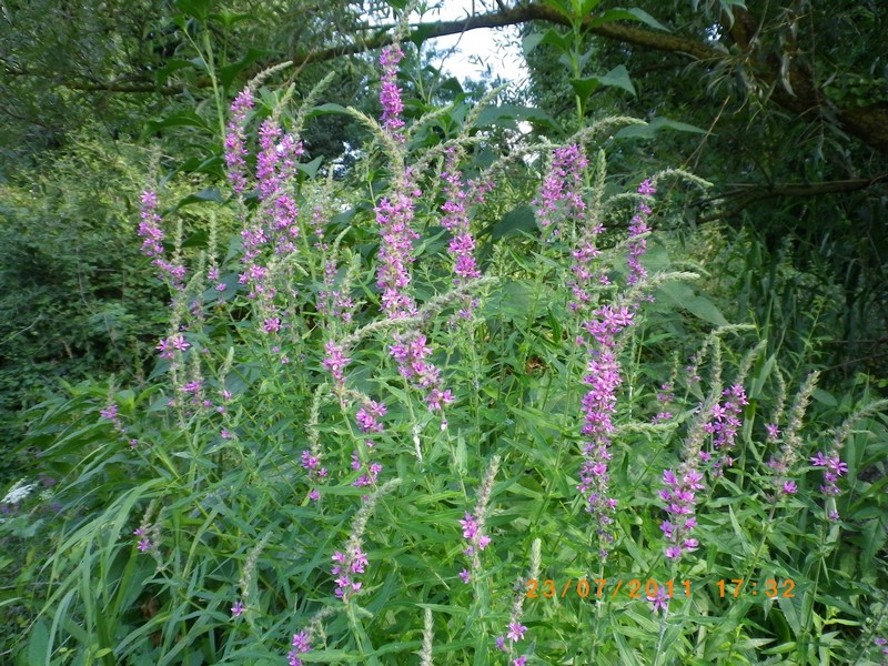 Lythrum salicaria / Salcerella comune